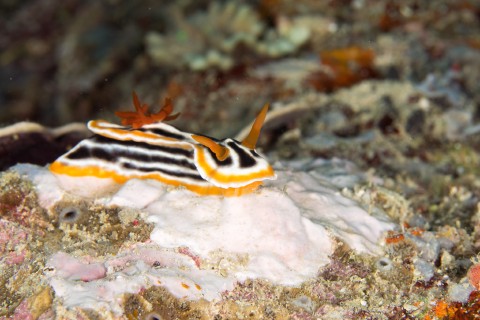 Central Sulawesi 2016