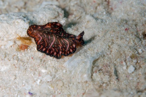Raja Ampat 2014